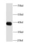 Apurinic/Apyrimidinic Endodeoxyribonuclease 1 antibody, FNab00479, FineTest, Western Blot image 