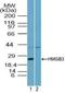 High Mobility Group Box 3 antibody, NBP2-24645, Novus Biologicals, Western Blot image 