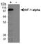 HIF1-alpha antibody, NB100-123H, Novus Biologicals, Western Blot image 