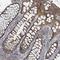 Leucine Rich Repeat Containing 42 antibody, NBP2-30483, Novus Biologicals, Immunohistochemistry frozen image 