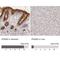 Interferon Gamma Receptor 2 antibody, NBP1-90223, Novus Biologicals, Immunohistochemistry paraffin image 