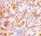 Neudesin Neurotrophic Factor antibody, PA5-20577, Invitrogen Antibodies, Immunohistochemistry frozen image 