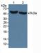 Isocitrate Dehydrogenase (NADP(+)) 1, Cytosolic antibody, LS-C663749, Lifespan Biosciences, Western Blot image 
