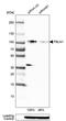 Fibulin 1 antibody, MA5-24598, Invitrogen Antibodies, Western Blot image 