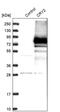 Cryptochrome Circadian Regulator 2 antibody, PA5-58018, Invitrogen Antibodies, Western Blot image 