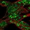 Ribosomal protein S6 kinase alpha-6 antibody, NBP1-87108, Novus Biologicals, Immunofluorescence image 