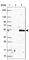 TATA-Box Binding Protein Associated Factor 8 antibody, HPA031731, Atlas Antibodies, Western Blot image 