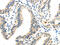 Inhibin Subunit Beta B antibody, CSB-PA932977, Cusabio, Immunohistochemistry paraffin image 