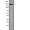 Proline/serine-rich coiled-coil protein 2 antibody, PA5-68154, Invitrogen Antibodies, Western Blot image 