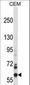 NOX5 antibody, LS-C162949, Lifespan Biosciences, Western Blot image 