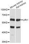URI1 Prefoldin Like Chaperone antibody, abx126763, Abbexa, Western Blot image 