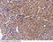 GDNF Family Receptor Alpha 1 antibody, 50171-R009, Sino Biological, Immunohistochemistry frozen image 