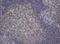 BCL10 Immune Signaling Adaptor antibody, LS-C175299, Lifespan Biosciences, Immunohistochemistry frozen image 