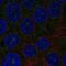 Transmembrane Protein 217 antibody, NBP2-68982, Novus Biologicals, Immunocytochemistry image 