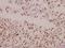 Prostaglandin-Endoperoxide Synthase 1 antibody, A00811S585, Boster Biological Technology, Immunohistochemistry frozen image 