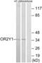 Olfactory Receptor Family 2 Subfamily Y Member 1 antibody, abx015421, Abbexa, Western Blot image 