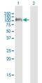 Cadherin 19 antibody, H00028513-B01P, Novus Biologicals, Western Blot image 