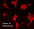 Semaphorin 3A antibody, SP1401, ECM Biosciences, Immunocytochemistry image 