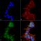 Microtubule Associated Protein 1 Light Chain 3 Alpha antibody, LS-C775810, Lifespan Biosciences, Immunocytochemistry image 