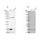 Mitochondrial Ribosomal Protein S16 antibody, PA5-62131, Invitrogen Antibodies, Western Blot image 