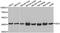 GDA antibody, abx004934, Abbexa, Western Blot image 