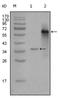 Nuclear Receptor Coactivator 3 antibody, AM06280SU-N, Origene, Western Blot image 