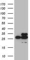 DIRAS Family GTPase 2 antibody, TA809400, Origene, Western Blot image 