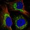 G-Rich RNA Sequence Binding Factor 1 antibody, HPA036985, Atlas Antibodies, Immunofluorescence image 