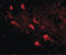 SLIT And NTRK Like Family Member 5 antibody, LS-C53259, Lifespan Biosciences, Immunofluorescence image 