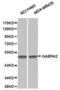 Gamma-Aminobutyric Acid Type A Receptor Alpha2 Subunit antibody, PA5-76042, Invitrogen Antibodies, Western Blot image 