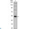 FOXP3 antibody, LS-C812608, Lifespan Biosciences, Western Blot image 