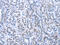 Paired Box 8 antibody, CSB-PA919764, Cusabio, Immunohistochemistry paraffin image 