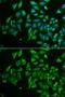 C-Type Lectin Domain Family 3 Member B antibody, GTX32919, GeneTex, Immunofluorescence image 