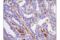 V-Set Immunoregulatory Receptor antibody, 64953S, Cell Signaling Technology, Immunohistochemistry frozen image 