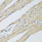 WD Repeat Domain 77 antibody, 22-729, ProSci, Immunohistochemistry paraffin image 