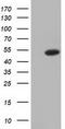 Ornithine Decarboxylase 1 antibody, LS-C115511, Lifespan Biosciences, Western Blot image 