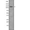 Wings apart-like protein homolog antibody, abx219341, Abbexa, Western Blot image 