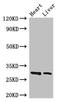 Spi-C Transcription Factor antibody, LS-C378174, Lifespan Biosciences, Western Blot image 