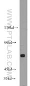 G Protein-Coupled Receptor 37 antibody, 14820-1-AP, Proteintech Group, Western Blot image 