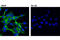 Folate Hydrolase 1 antibody, 12702S, Cell Signaling Technology, Immunocytochemistry image 