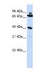 Chromosome 7 Open Reading Frame 31 antibody, orb325765, Biorbyt, Western Blot image 