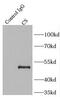 Citrate Synthase antibody, FNab01722, FineTest, Immunoprecipitation image 
