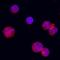 TNF Receptor Superfamily Member 4 antibody, PA5-47100, Invitrogen Antibodies, Immunocytochemistry image 