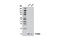 S100 Calcium Binding Protein A4 antibody, 13018S, Cell Signaling Technology, Western Blot image 