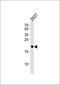 LYL1 Basic Helix-Loop-Helix Family Member antibody, orb256661, Biorbyt, Western Blot image 