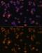 CD86 antibody, GTX32507, GeneTex, Immunofluorescence image 