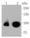 Nuclear Factor, Erythroid 2 Like 2 antibody, NBP2-67465, Novus Biologicals, Western Blot image 