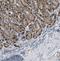 Secretin antibody, FNab07696, FineTest, Immunohistochemistry frozen image 