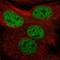 MMS19 nucleotide excision repair protein homolog antibody, HPA056299, Atlas Antibodies, Immunofluorescence image 