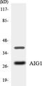 Androgen Induced 1 antibody, LS-C200109, Lifespan Biosciences, Western Blot image 